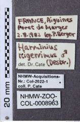 Etiketten zu Hemicrepidius nigerrimus (NHMW-ZOO-COL-0008963)